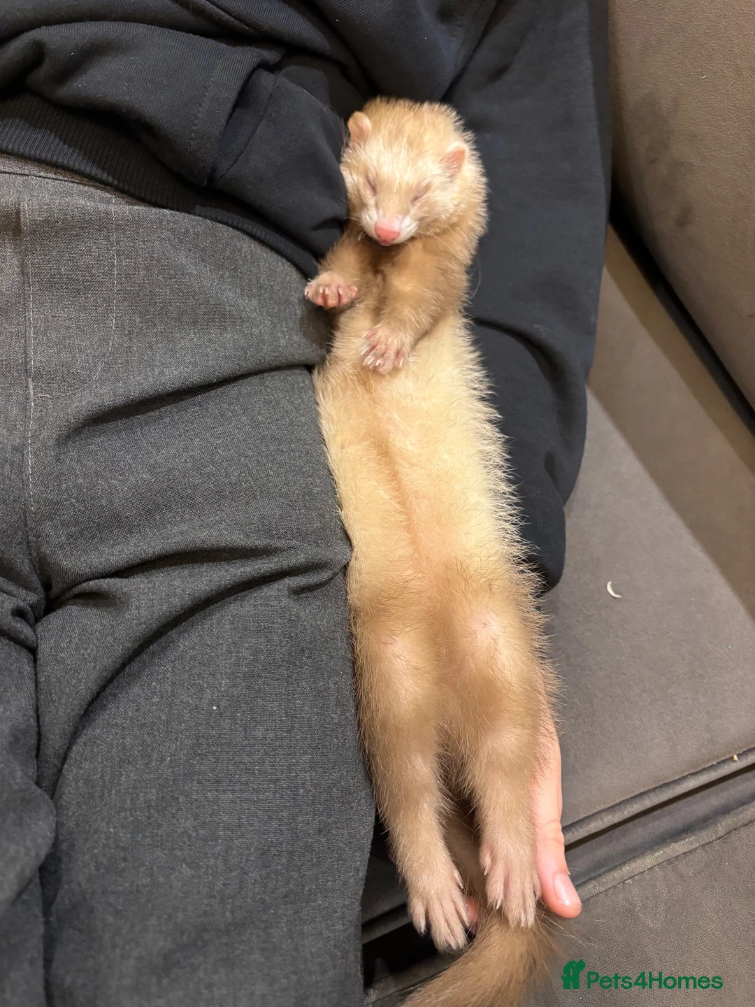 Ferret rodents for sale: One year old female Jill Sushi, for rehoming.  in Romford - Advert 6