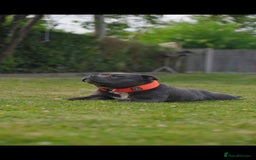 Staffordshire Bull Terrier dogs for sale: Outstanding KC blue gene carriers - Image 8