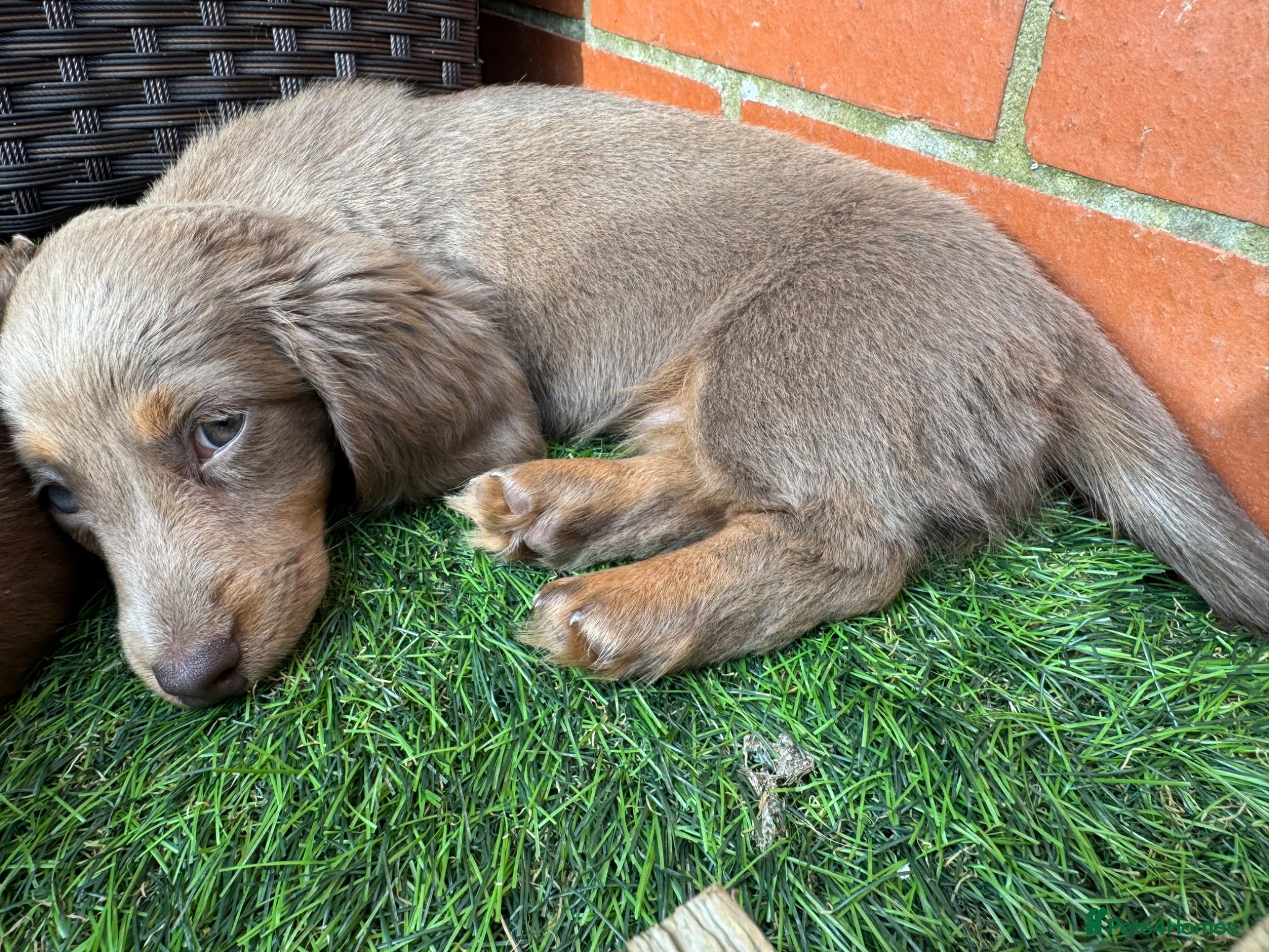 Miniature Dachshund dogs for sale: Miniature Long hair dachshund puppies  - Advert 19