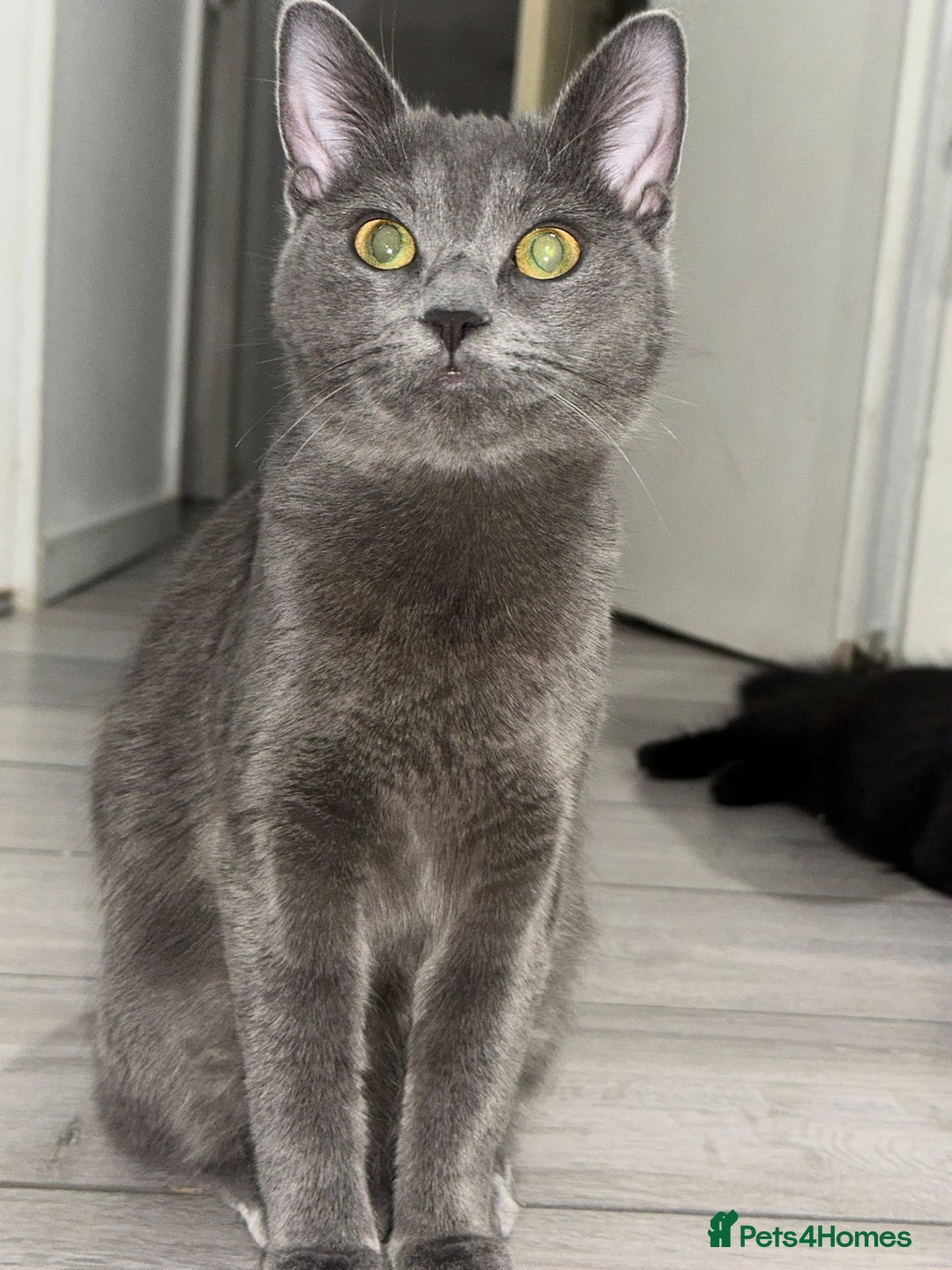 Maine Coon cats for sale: maine coon cross - Advert 1