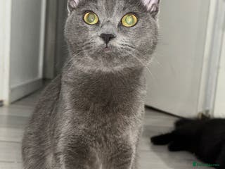 Maine Coon cats maine coon cross - Advert 1