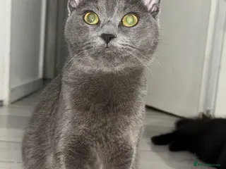 Maine Coon cats maine coon cross - Advert 13