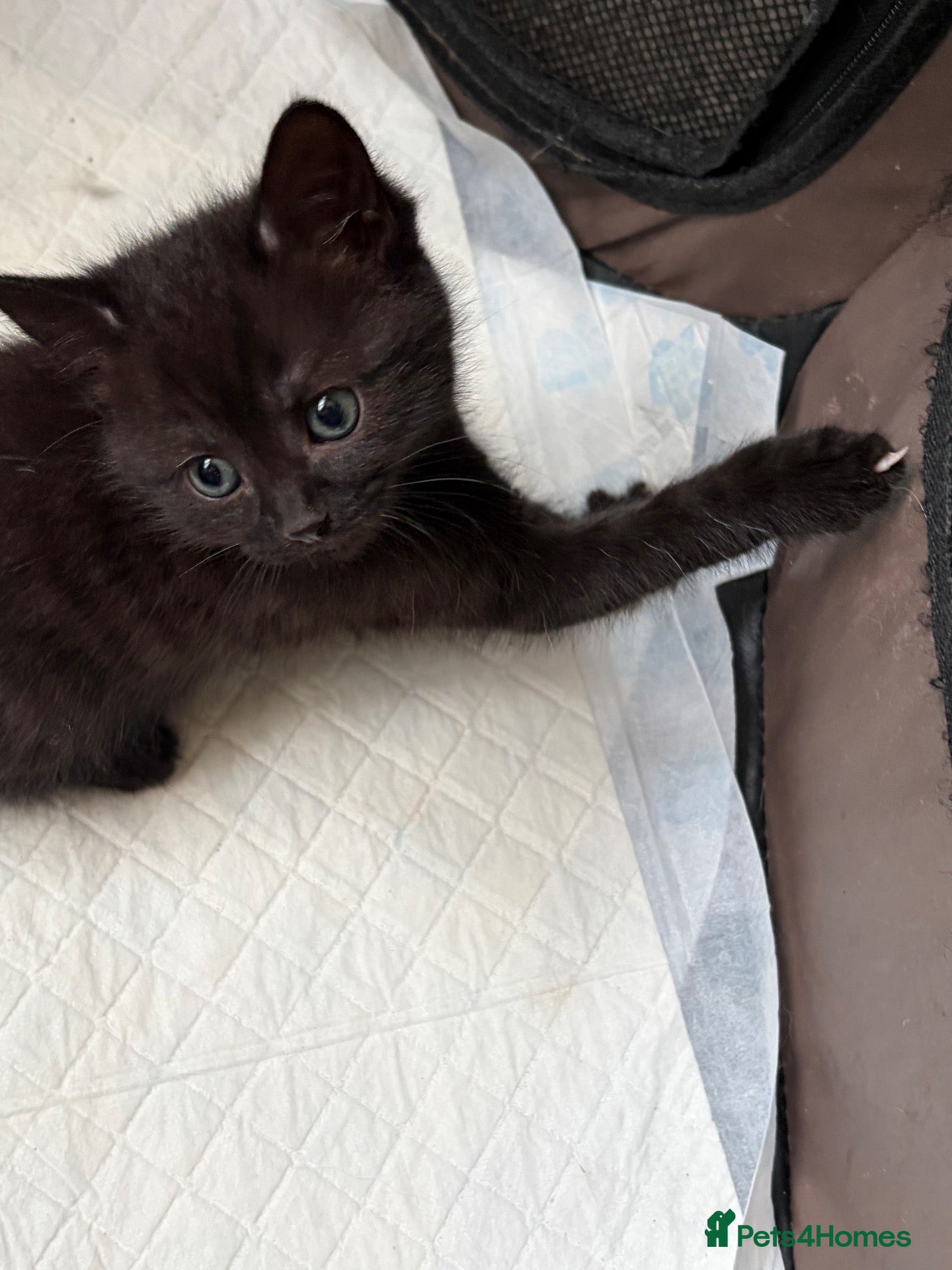 Mixed Breed cats Ragdoll cross kittens  - Advert 1