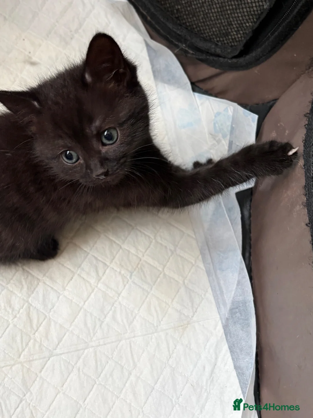 Mixed Breed cats for sale: Ragdoll cross kittens  - Advert 1