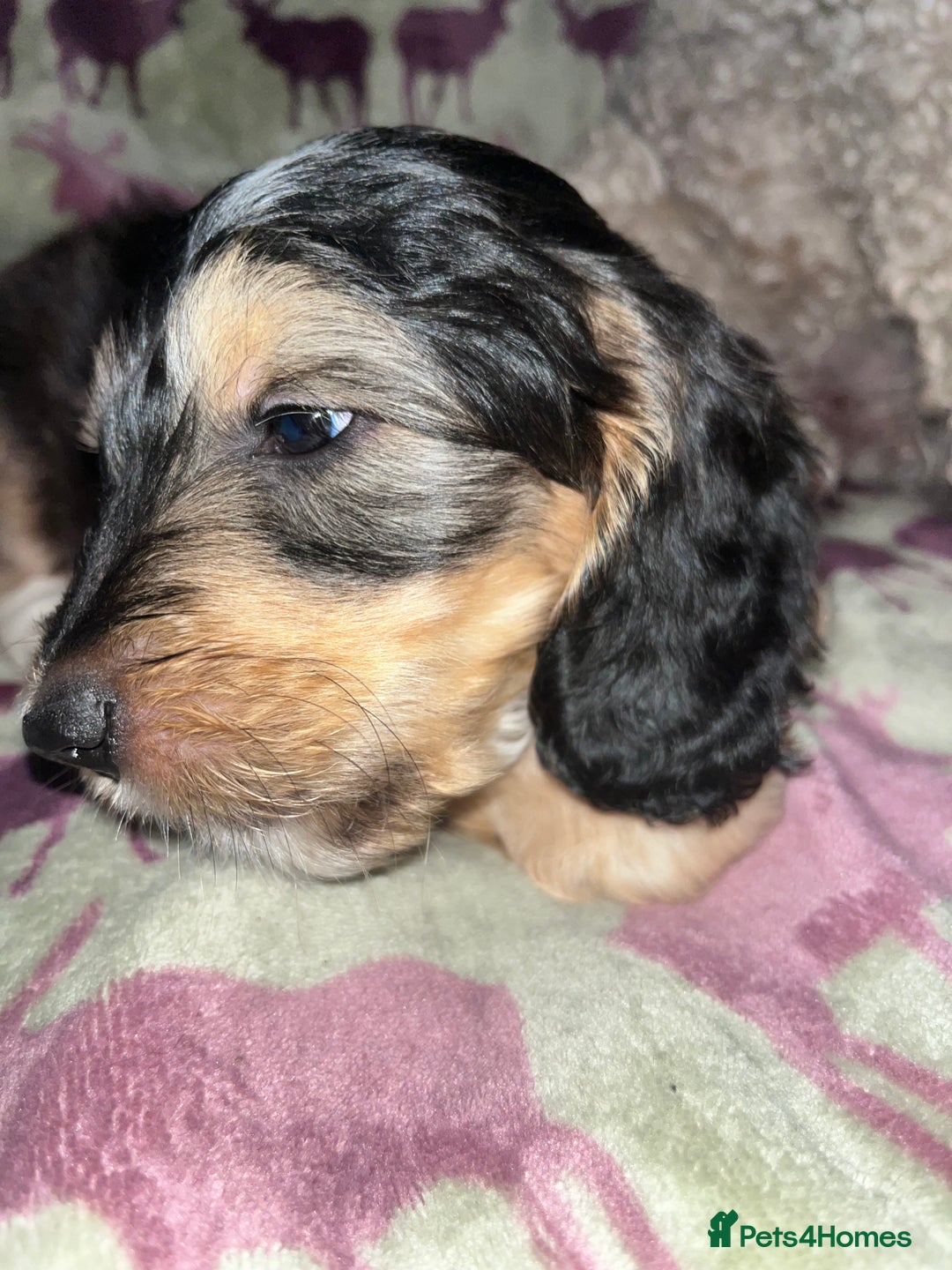 Australian Labradoodle dogs for sale: Gorgeous Australian Labradoodle Puppies  - Advert 23