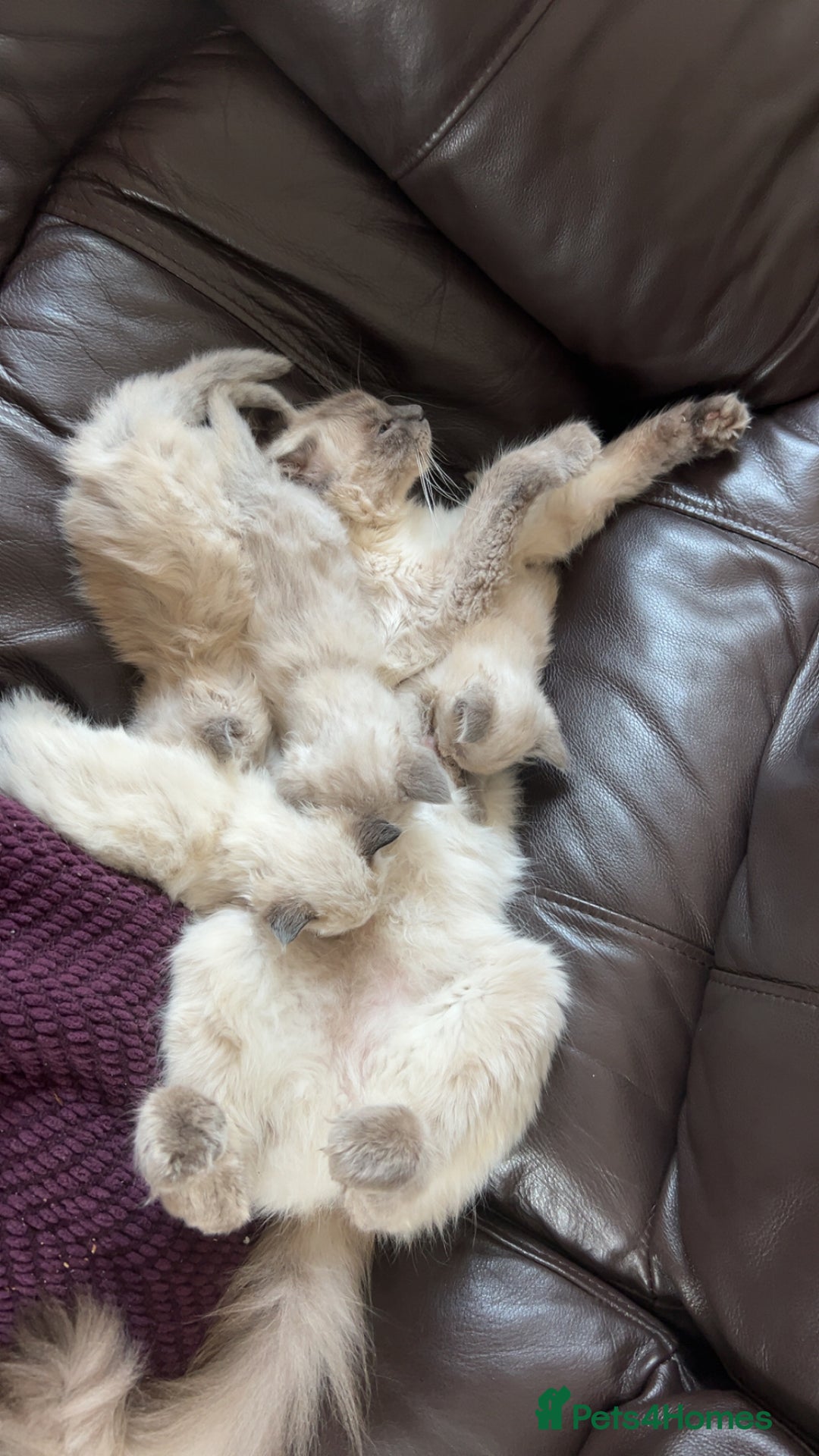 Ragdoll cats for sale: Ragdoll kittens - Image 10