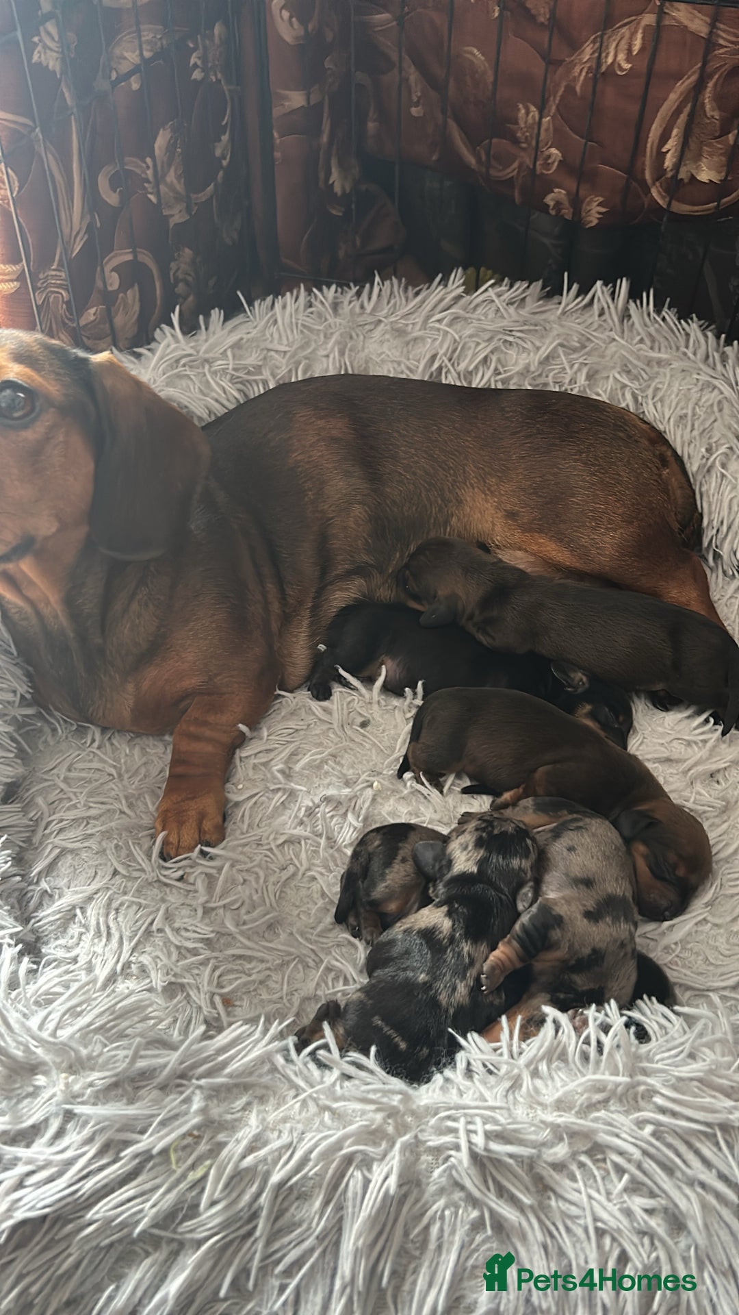 Miniature Dachshund dogs for sale: KC registered PRA CLR miniature dachshund  - Advert 16