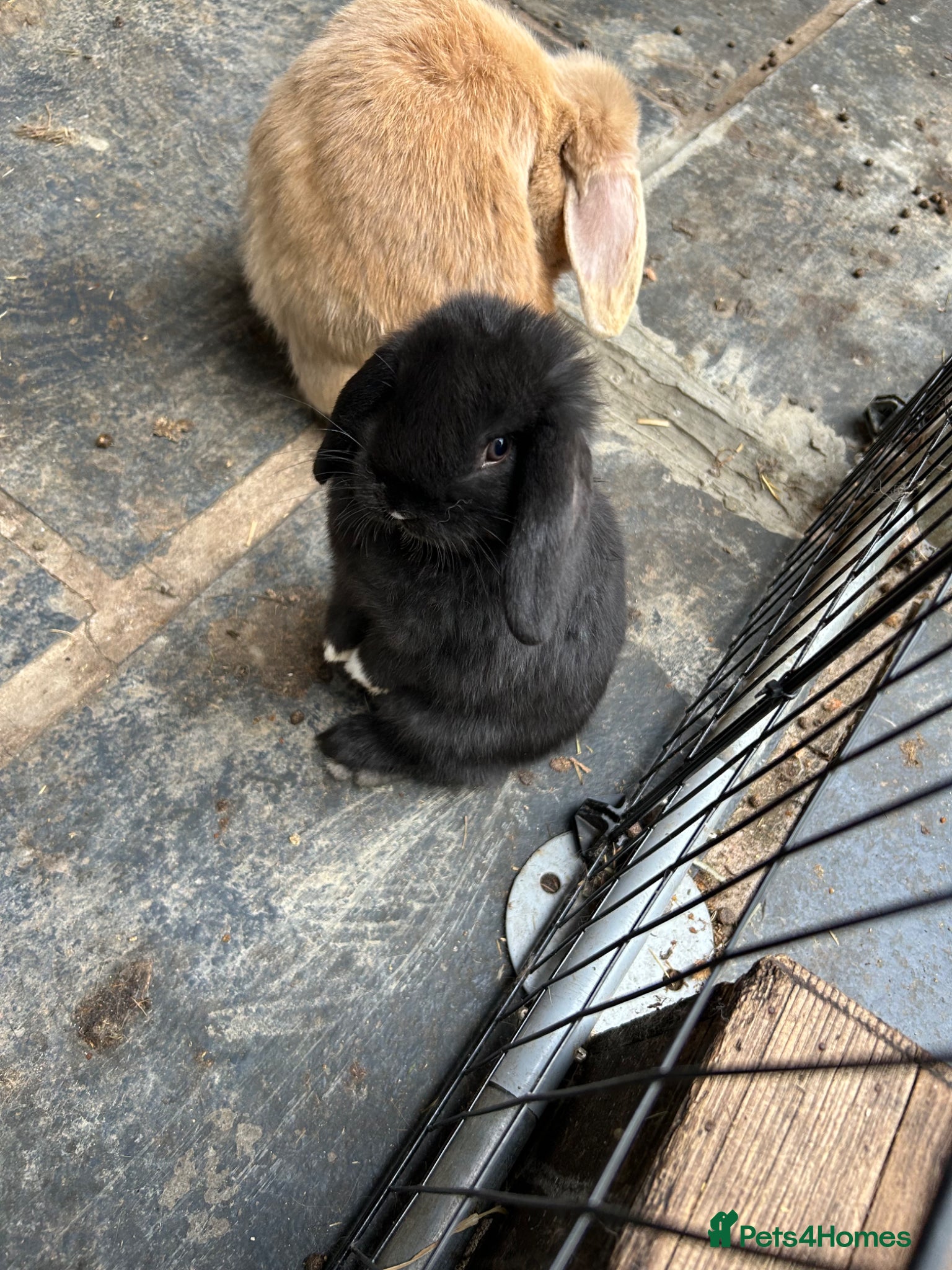Mini Lop rabbits Gorgeous Mini Lop Babies various colours  - Advert 1