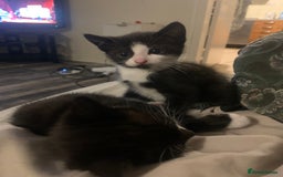 Domestic Shorthair cats for sale: 2 girls one boy!  - Image 7