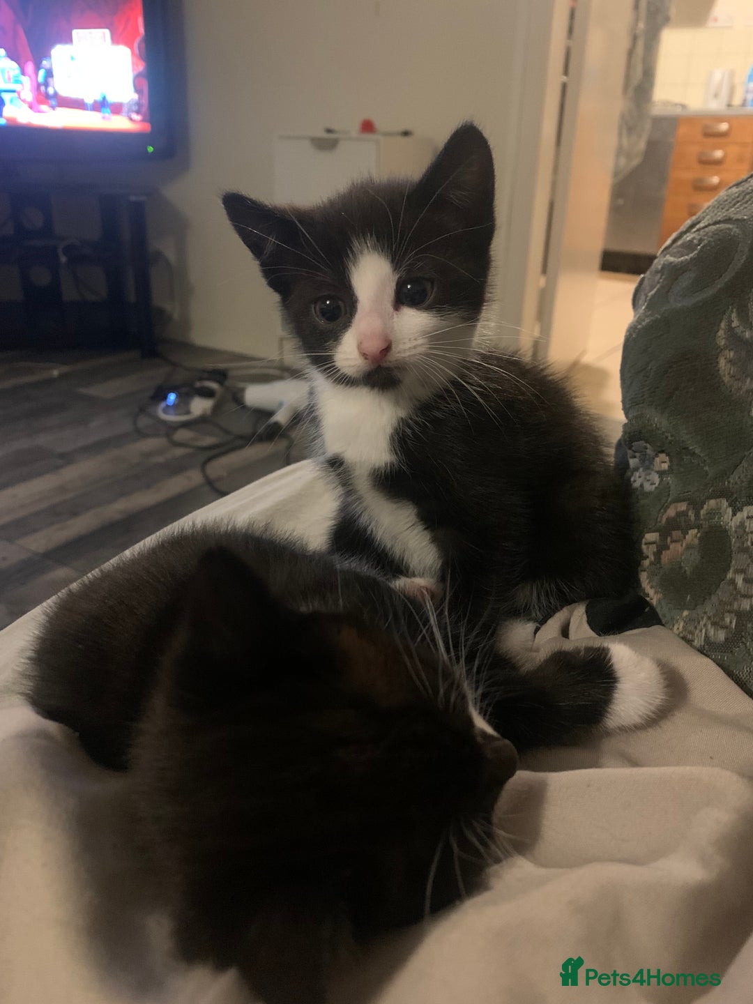 Domestic Shorthair cats for sale: 2 girls one boy!  - Image 7