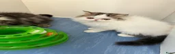 Persian cats for sale: Registered Pure Persian Kittens  - Advert 1