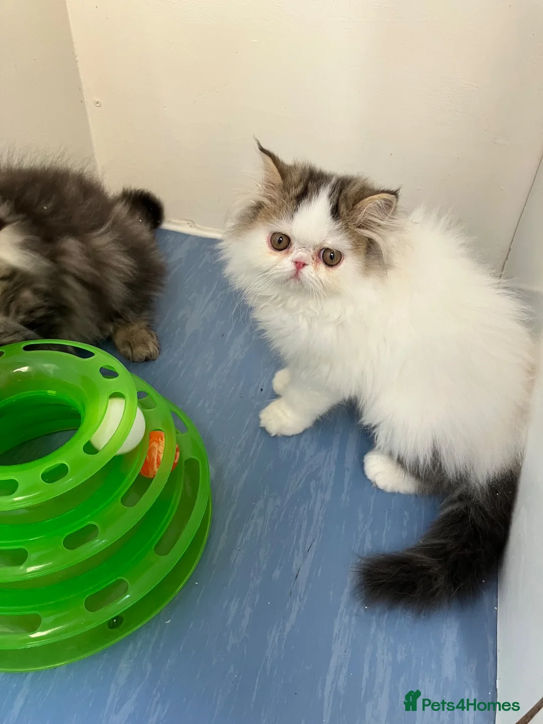 Persian cats for sale: Registered Pure Persian Kittens  - Advert 1