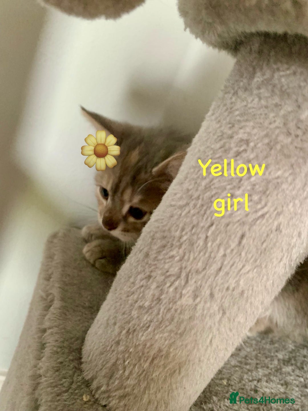 Siberian cats for sale: Siberian girl kittens ready for new home now - Image 28