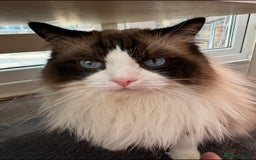 Ragdoll cats for sale: 2 boy Ragdoll’s father and son  - Image 3