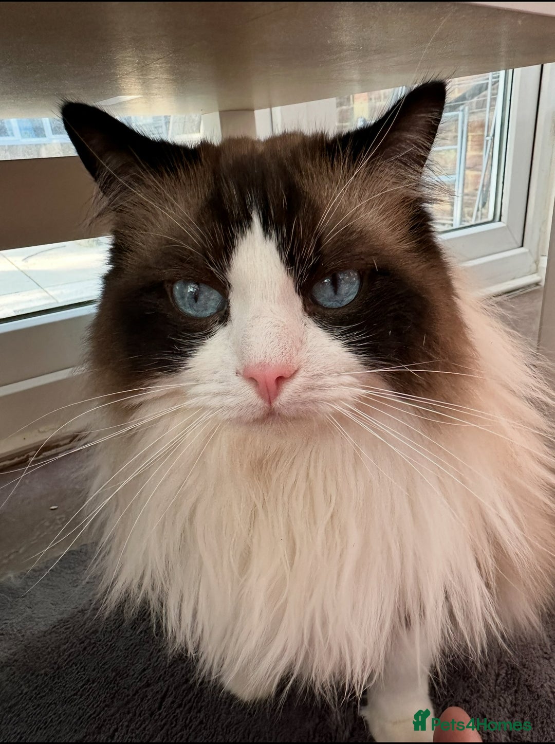 Ragdoll cats for sale: 2 boy Ragdoll’s father and son  - Image 3