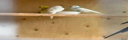 Mixed Breed birds for sale: Cockatiels, kakarikis & budgies  - Advert 15