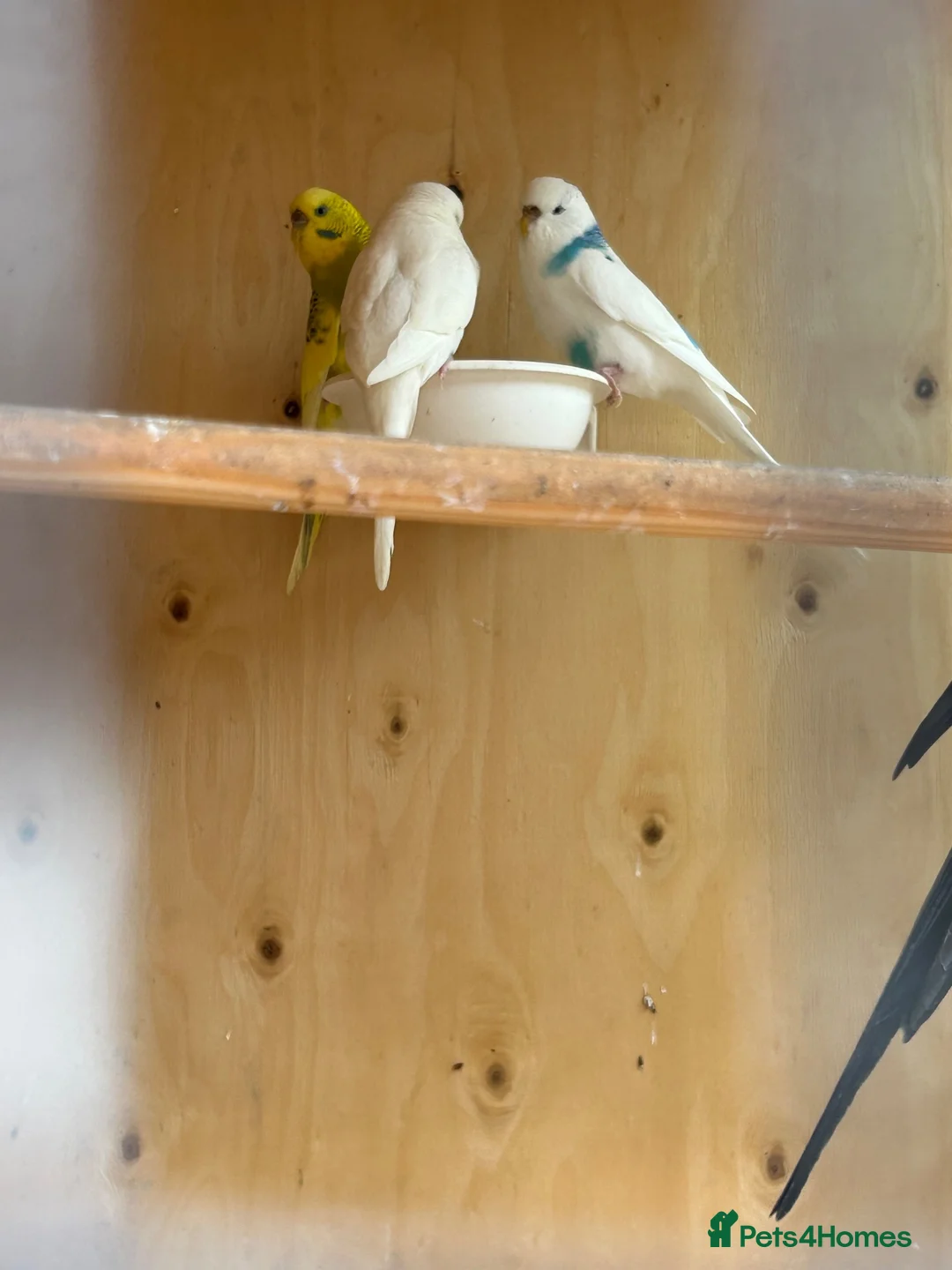 Mixed Breed birds for sale: Cockatiels, kakarikis & budgies  - Advert 15