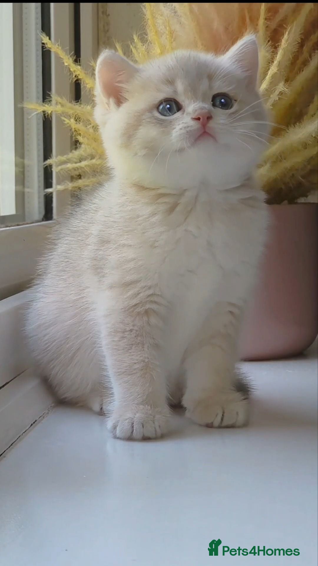 British Shorthair cats Rare stunning GCCF Golden British Shorthair Kitten - Advert 2