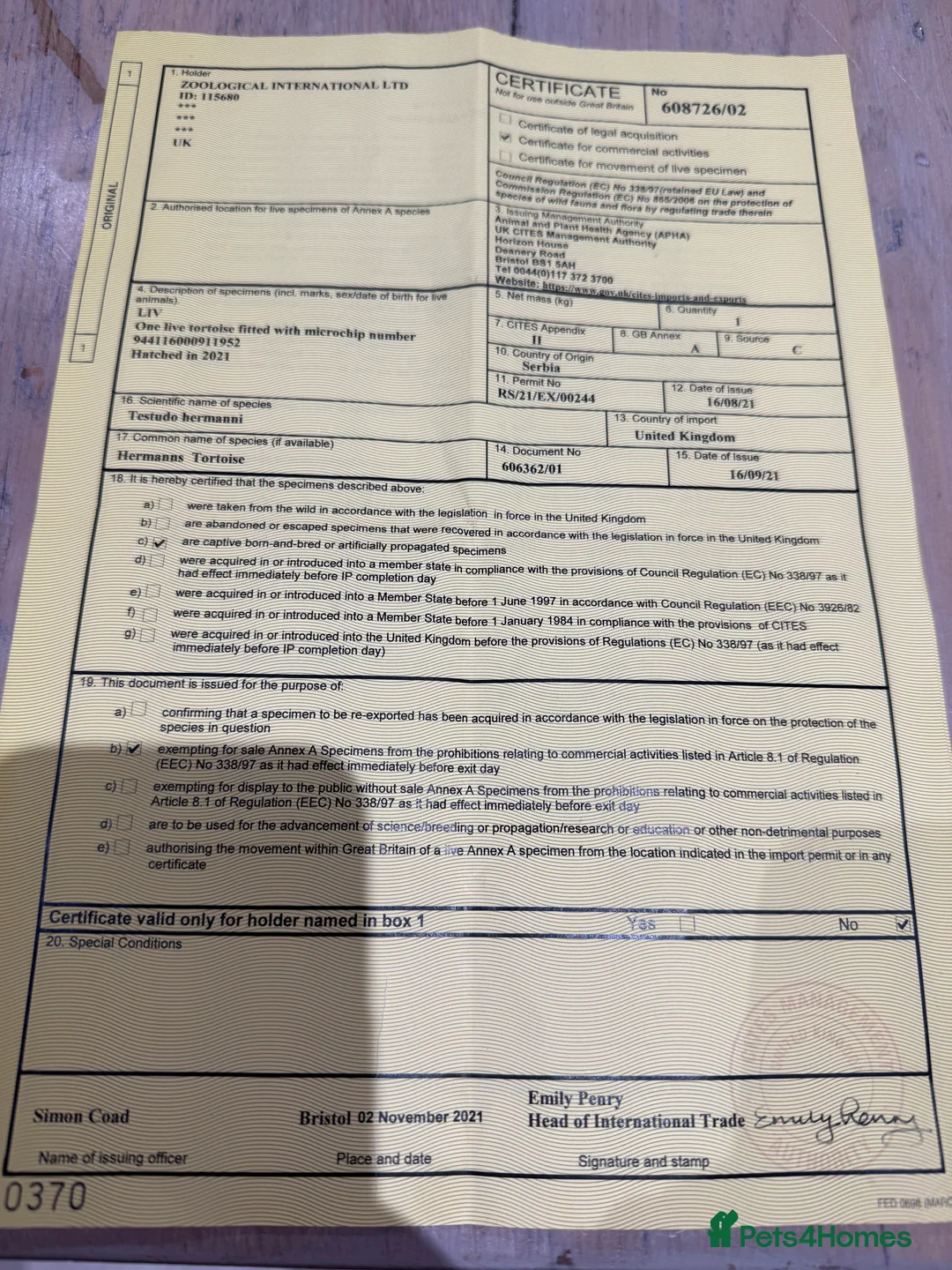 Hermann Tortoise reptiles for sale: Herman Tortoise - Advert 2