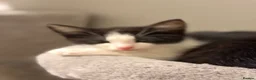 Mixed Breed cats for sale: 3 Black and White Mixed Male Kittens  in Sheffield - Advert 8