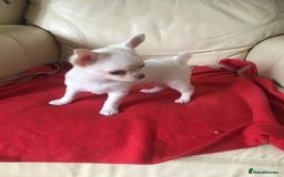 Chihuahua dogs for sale: Two stunning white chihuahuas - Image 7
