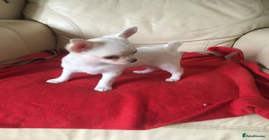 Chihuahua dogs - Advert 2