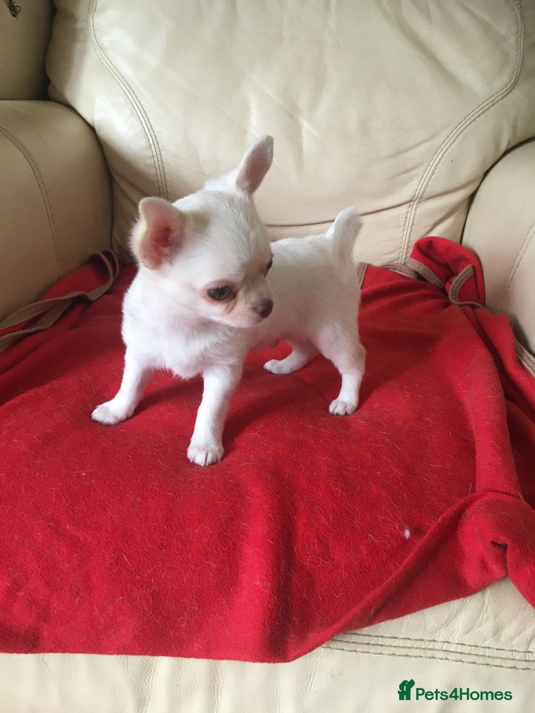Chihuahua dogs for sale: Two stunning white chihuahuas - Image 7