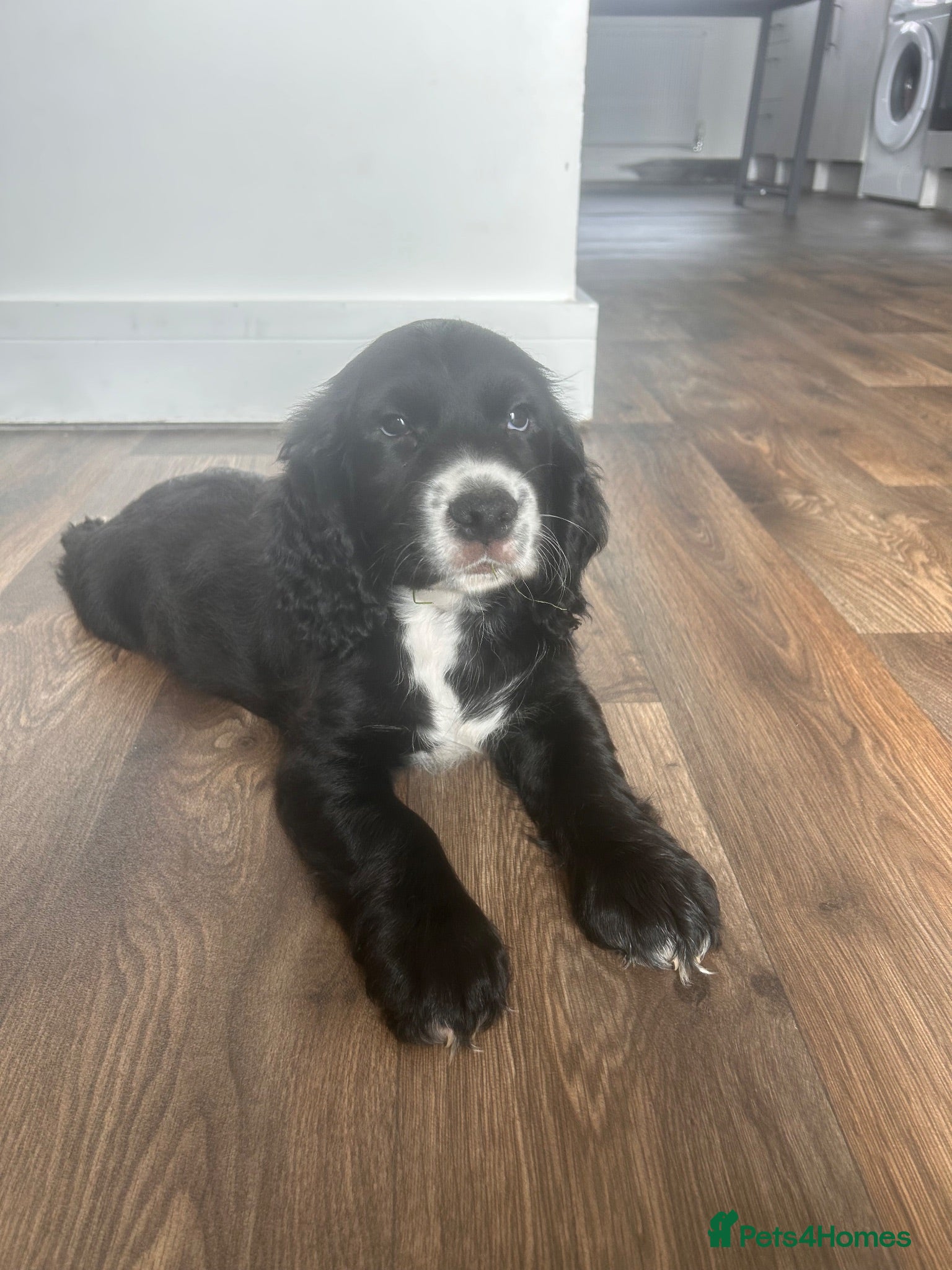 Cocker Spaniel dogs Cocker spaniel  - Advert 1