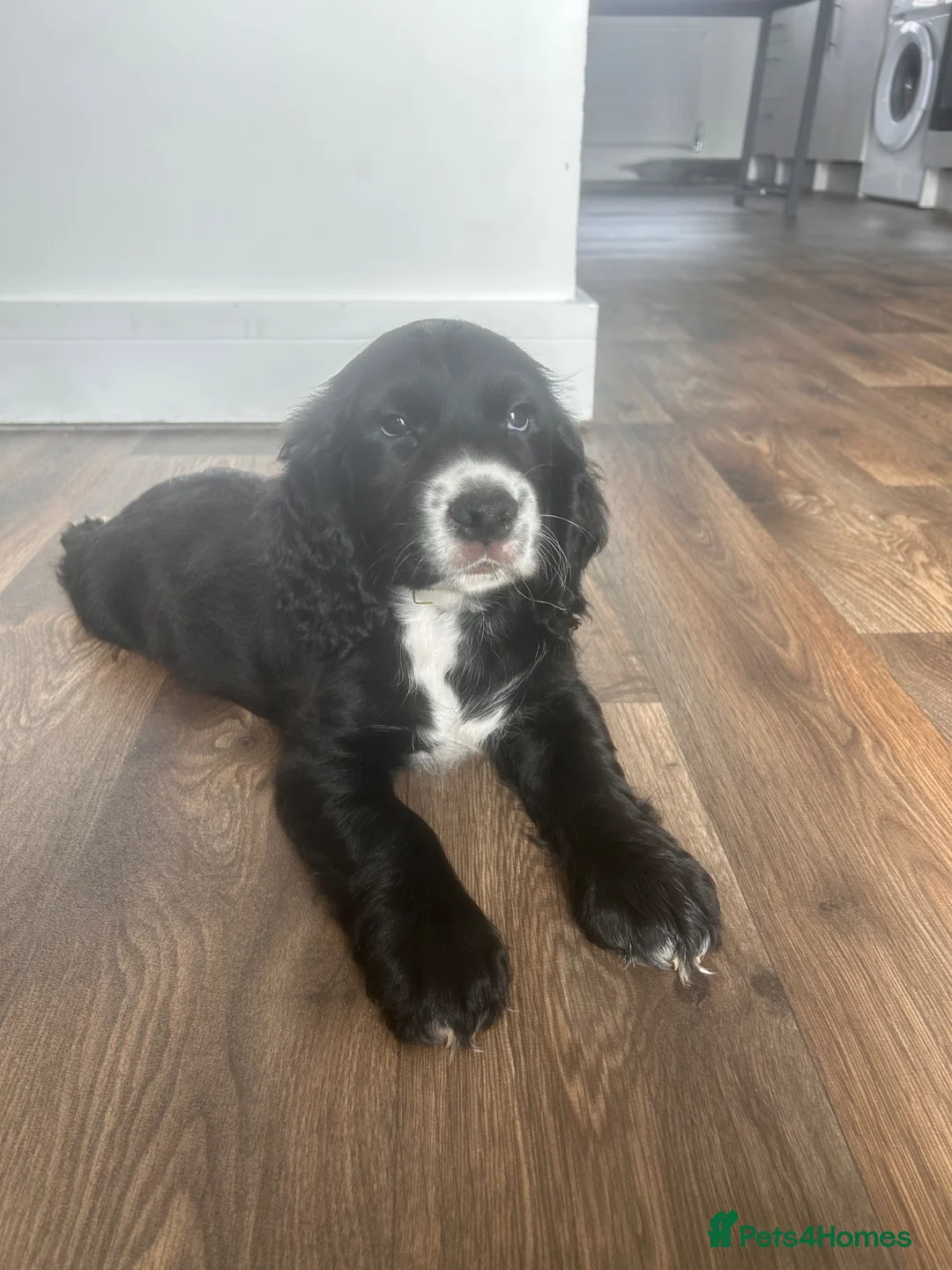 Cocker Spaniel dogs for sale: Cocker spaniel  - Advert 1