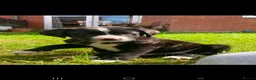 Labrador Retriever dogs for sale: Labrador cross Bernese  - Advert 1