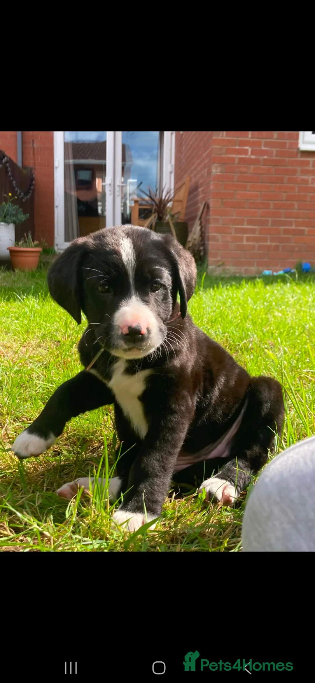 Labrador Retriever dogs for sale: Labrador cross Bernese  - Advert 1