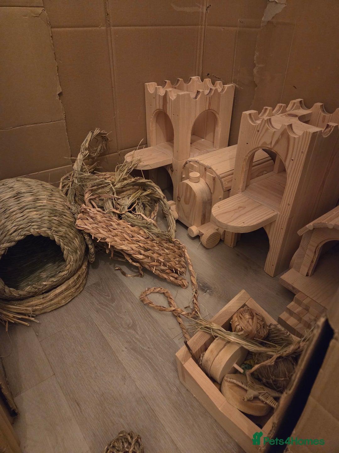 Chinchilla rodents for sale: Two Male Chinchillas with Cage and Set-Up - Advert 19