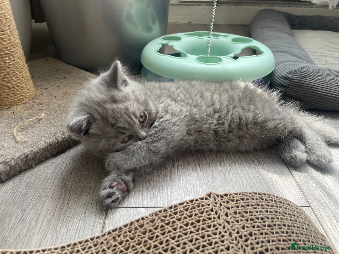 British Shorthair cats for sale: Wonderful, fluffy British Shorthair kittens - Image 16