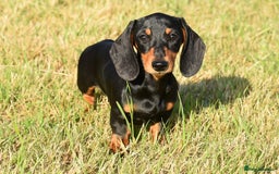 Miniature Dachshund dogs for sale: Mini smooth dachshund one boy available  in Newton Abbot - Image 1