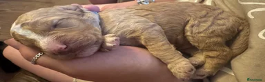 Cockapoo 1