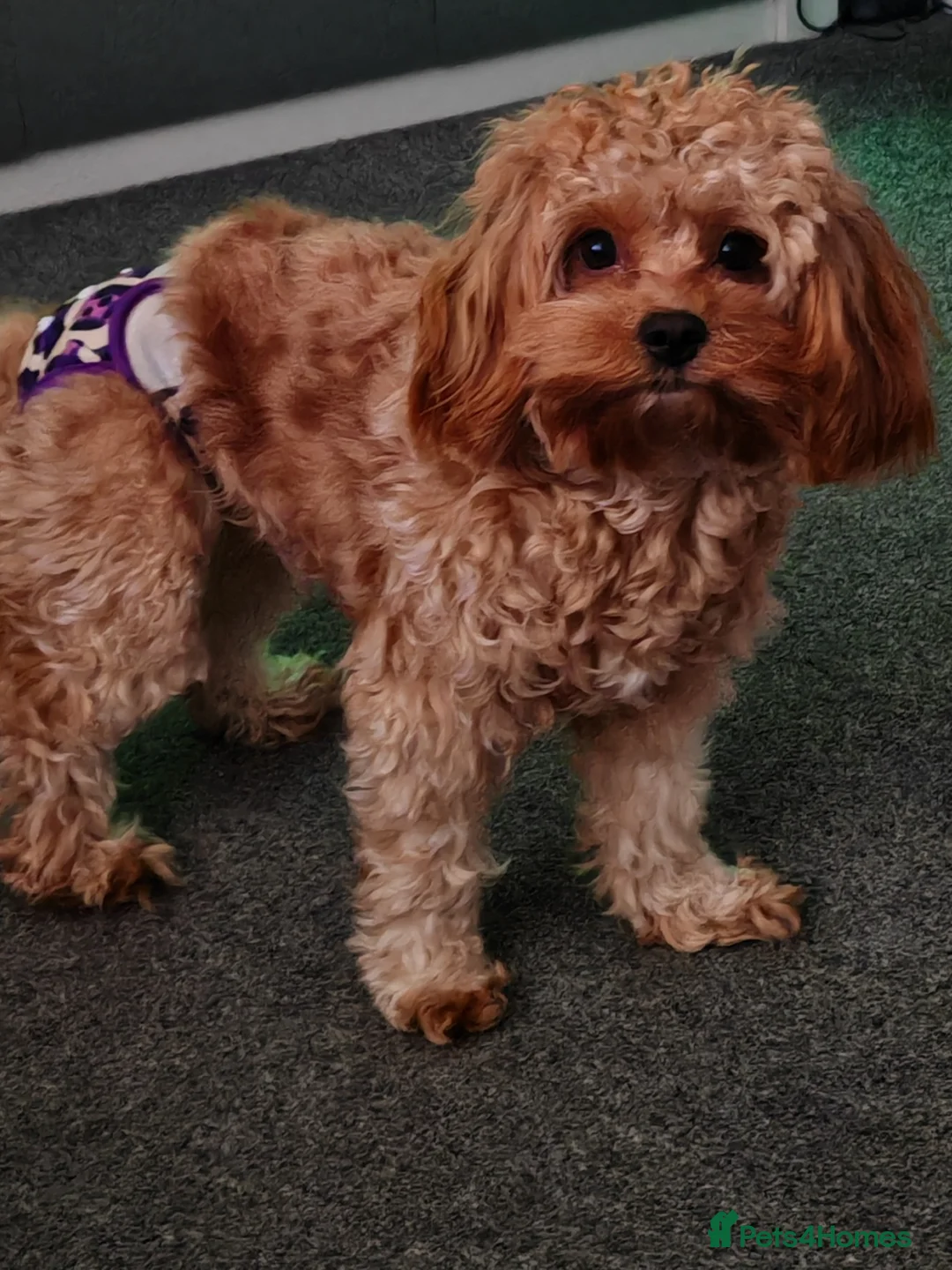 Cavapoo dogs for sale: Cavapoo Dottie  - Advert 2