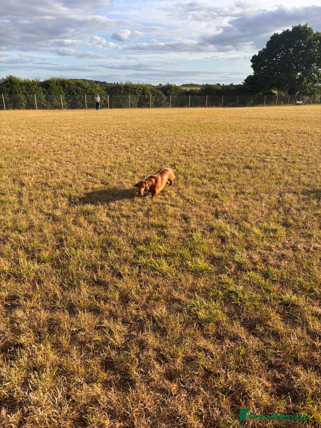 Dachshund dogs for sale: Red pedigree Dachshund  - Advert 6