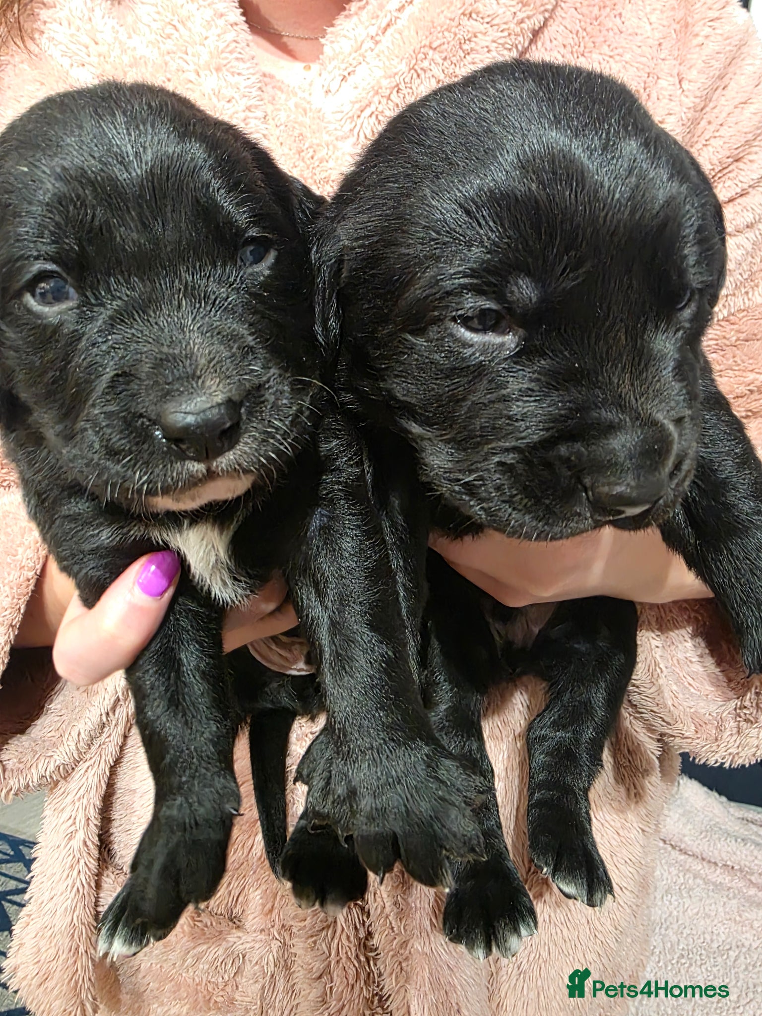 Mixed Breed dogs Labernese F1 Puppies - Advert 2