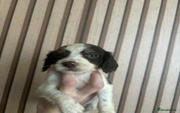 Cocker Spaniel dogs for sale: 6 gorgeous cockerspaniel puppy’s  - Image 3