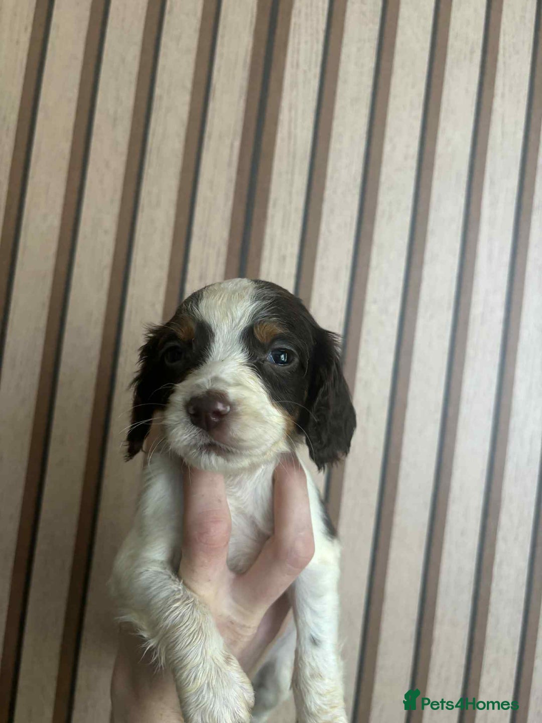 Cocker Spaniel dogs for sale: 6 gorgeous cockerspaniel puppy’s  - Image 3