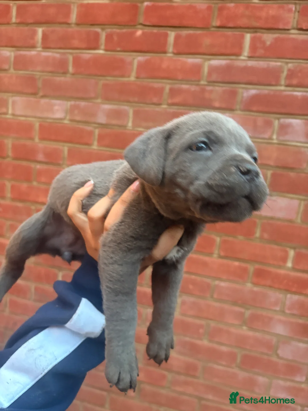 Mixed Breed dogs for sale: Puppies for Sale!! - Advert 9