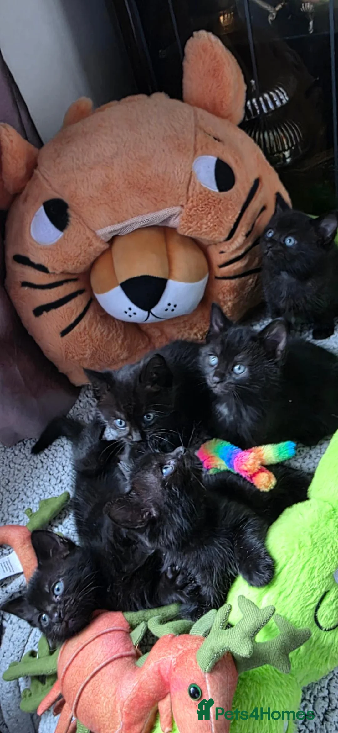 Scottish Fold cats for stud: We have 5 adorable kittens for sale  in Darlington - Advert 2