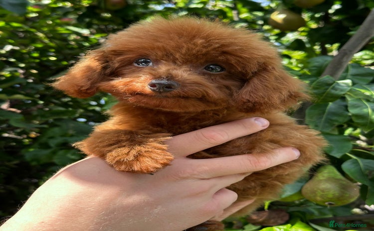 Toy Poodle dogs - Advert 1