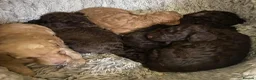 Miniature Poodle dogs for stud: Brown Phantom Merle Mini Poodle health tested in Stockton-on-Tees - Advert 27