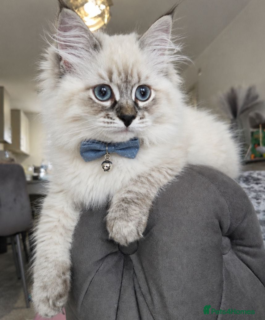 Siberian cats GCCF neva Champion bloodlines siberians - Advert 1