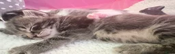 Domestic Shorthair cats for sale: Four beautiful healthy happy kittens  - Advert 9