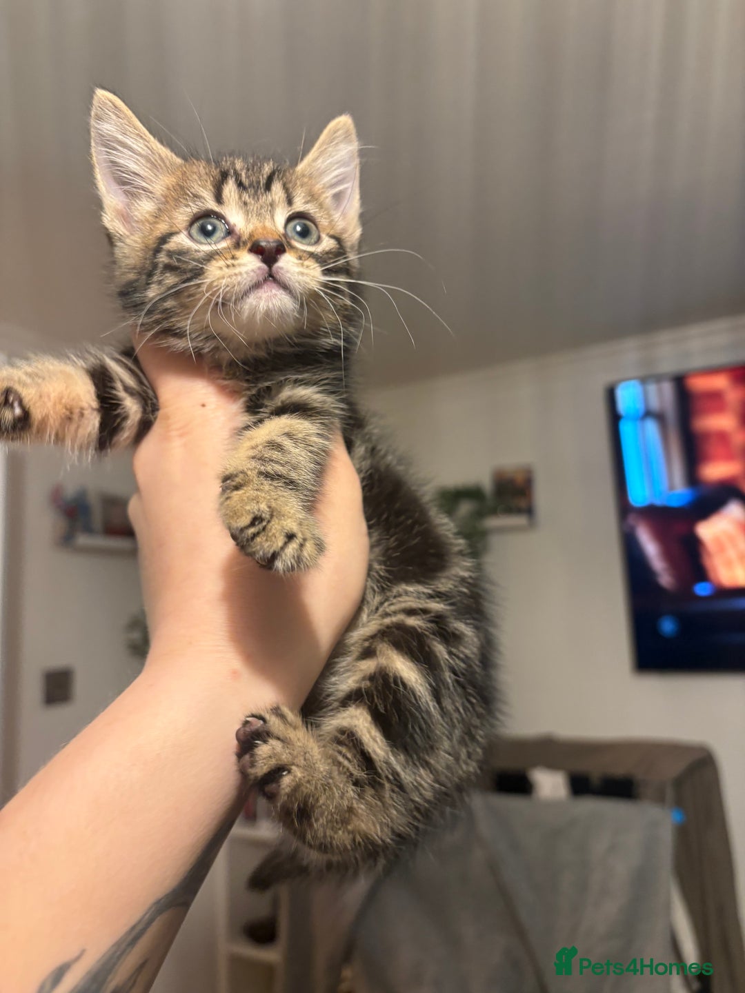 British Shorthair cats for sale: Tabby kitten - Advert 1