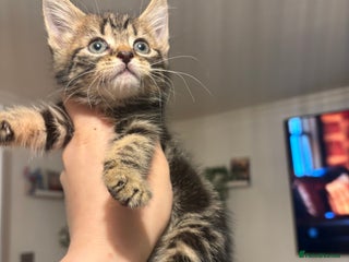 British Shorthair cats Tabby kitten - Advert 3