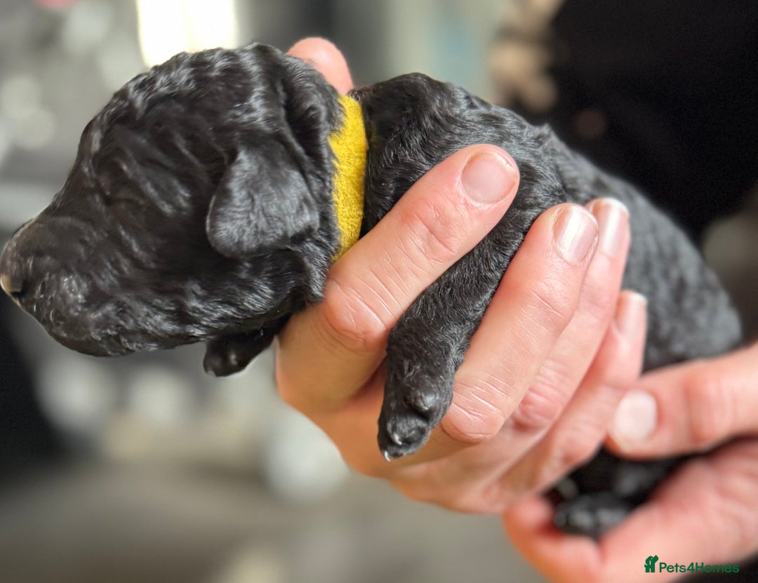 Standard Poodle dogs for sale: Wonderful standard poodle pup’s - Advert 19