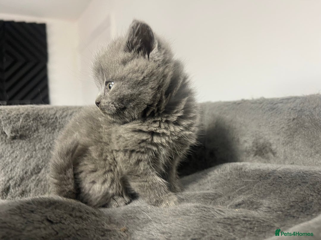 British Shorthair cats for sale: 2 british blue shorthair boys - Advert 6